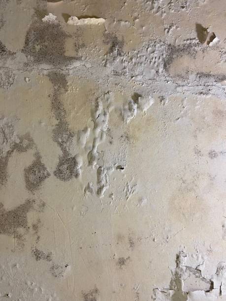 Best Mold Testing  in Upper Lake, CA
